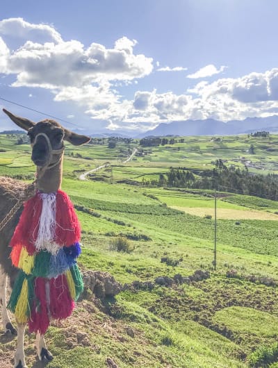 Llama en el Valle Sagrado de los Incas