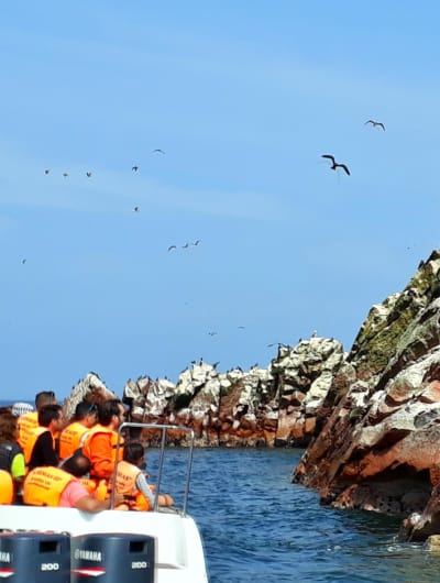 contacto con la fauna de paracas