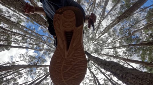 Bosque de Eucaliptos en Qenqo