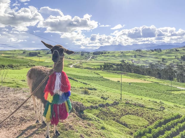 Llama en el Valle Sagrado de los Incas