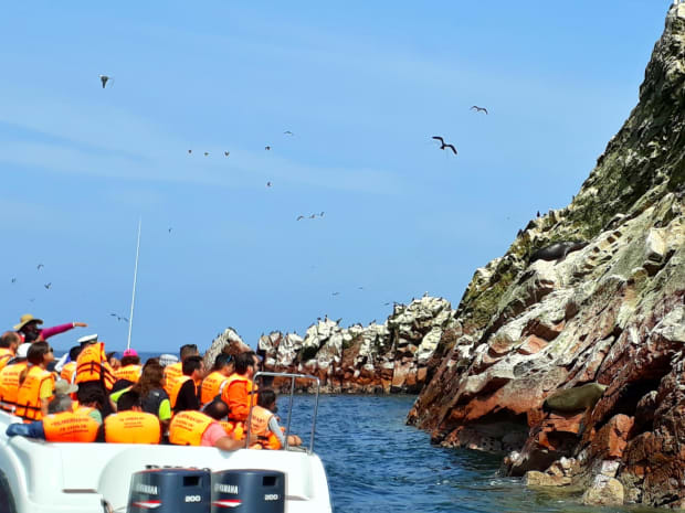 contacto con la fauna de paracas