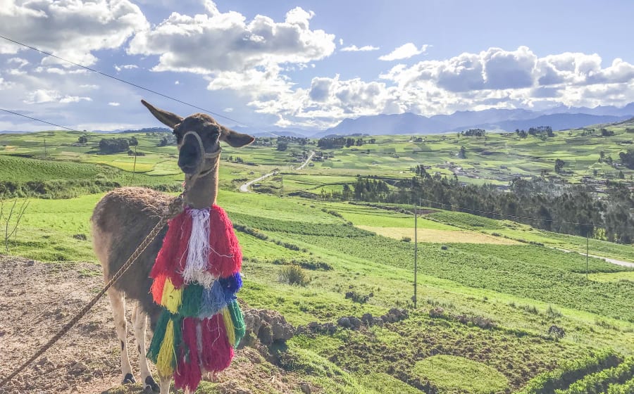 Llama en el Valle Sagrado de los Incas