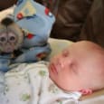 Sød Capuchin abe babyer