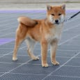 Shiba Inu hvalpe