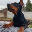 Doberman hvalpe