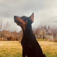 Doberman hvalpe