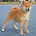 Shiba Inu hvalpe