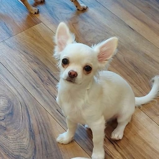 Chihuahua hvalpe
