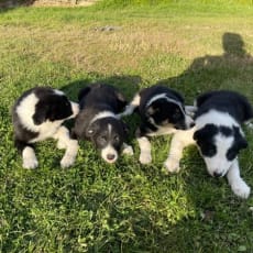 Smuk Border Collie