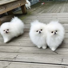 Pomeranian hvalpe-12 uger