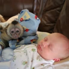 Baby Capuchin aber til salg