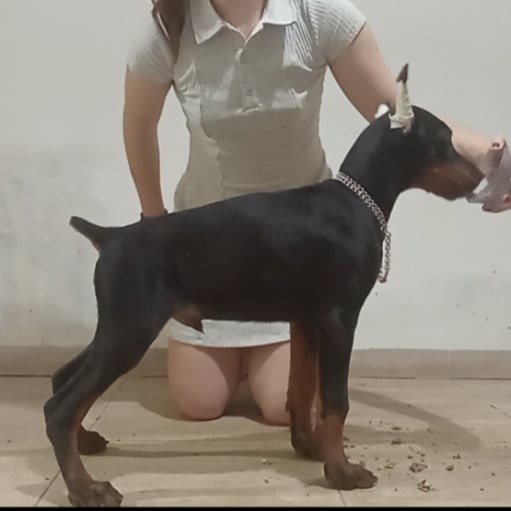 Doberman hvalpe