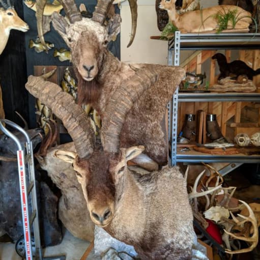 Excellent quality Taxidermy Mounts available for sale