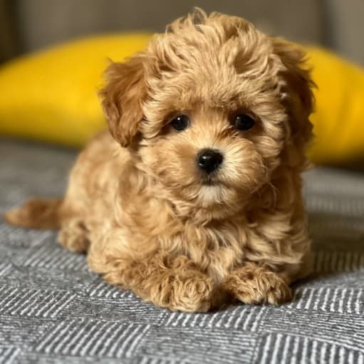 Smukke maltipoo hvalpe til adoption