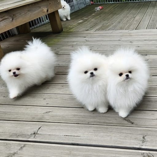 Pomeranian hvalpe 12 uger