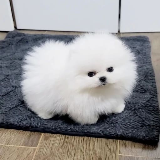 Pomeranian hvalpe-12 uger