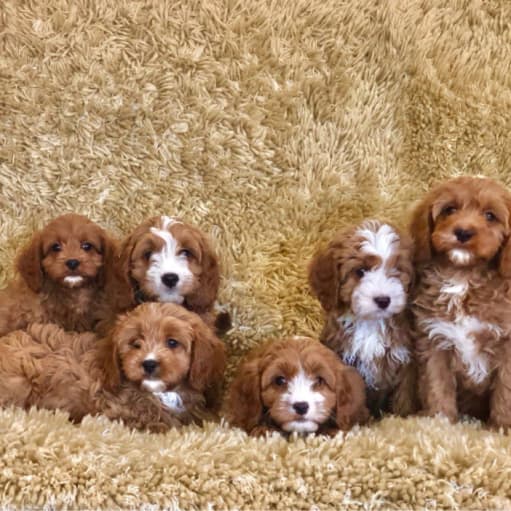 Smukke Cavapoo hvalpe.