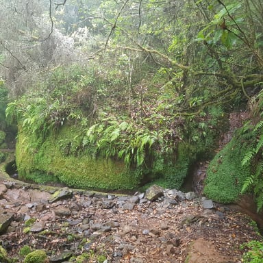 Мадейра. Рибейро Фрио. Madeira. Ribeiro Frio.