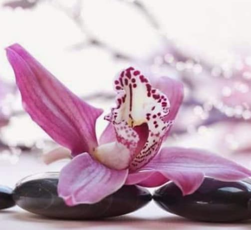 Orquidea Felicity