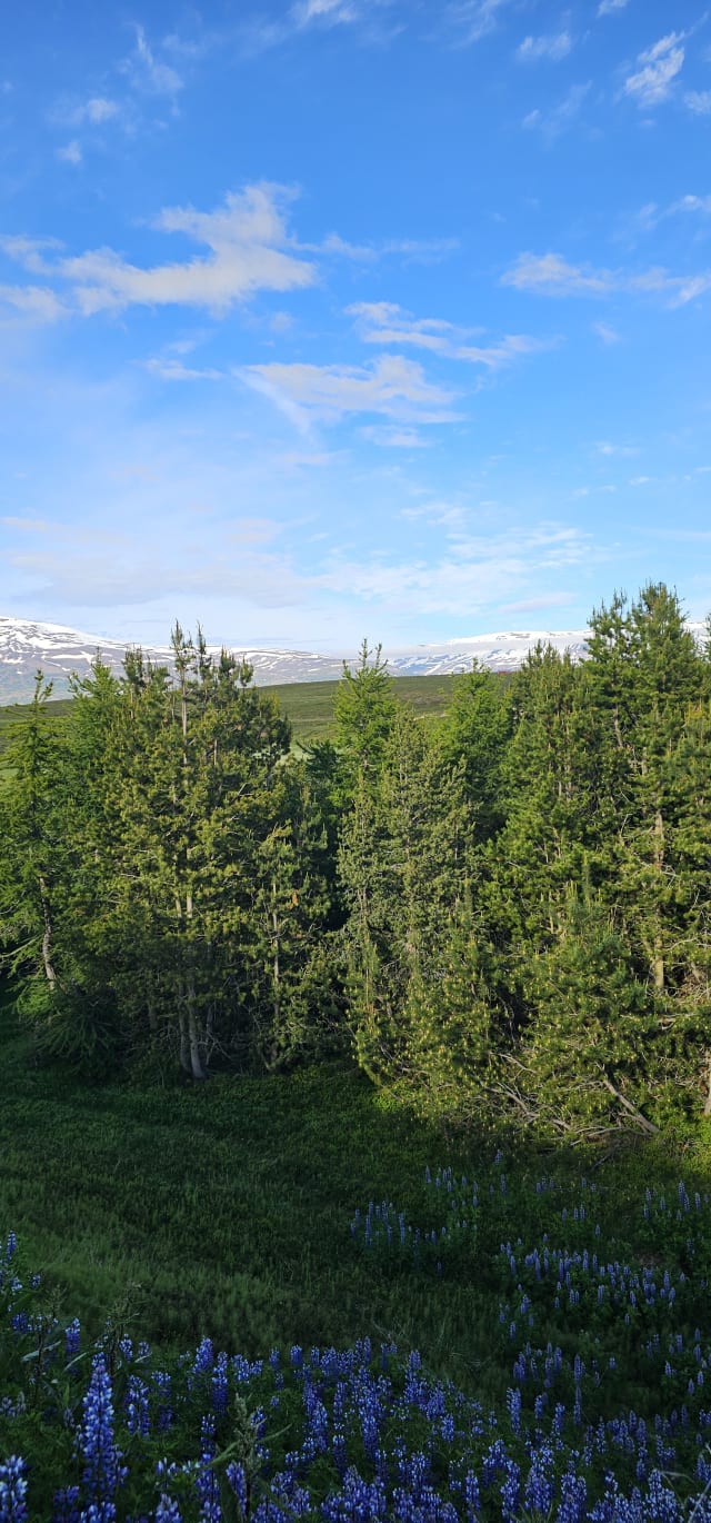 GHJ Markþjálfun