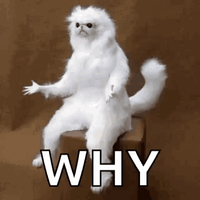 stuffed animal sitting on a chair with camera moving around it, the word why printed on the gif