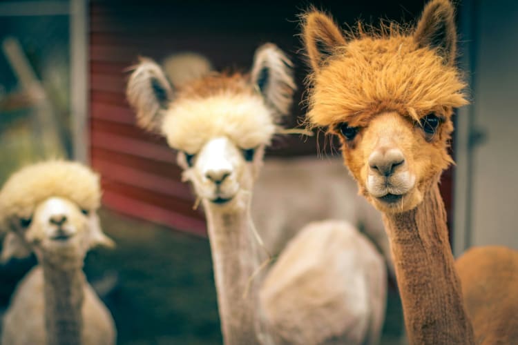 Drei Llamas und keine Dramas