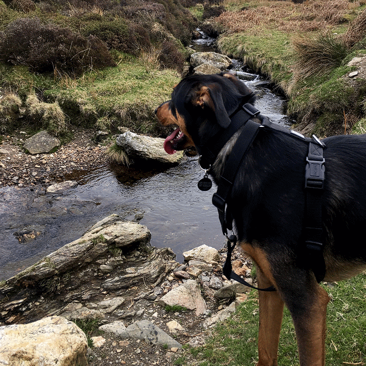 Wilco Wicklow