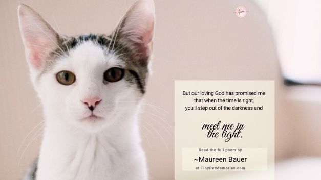 You Ll Meet Me In The Light Maureen Bauer Tiny Pet Memories