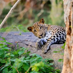 Familienabenteuer Sri Lanka ab Colombo: 5lk-leopard-st-2016-volodymyr-Burdiak