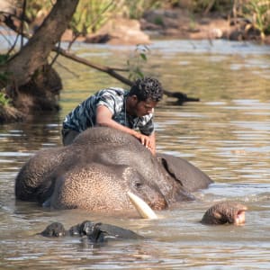 Karnataka mit Evolve Back entdecken ab Karnataka | Bengaluru: activities: Indien Evolve Back - Dubare Elephant Camp