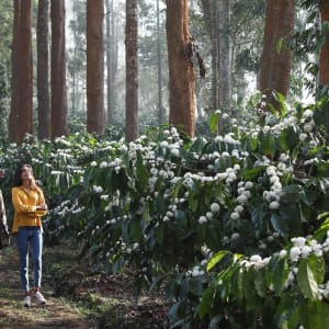 Karnataka mit Evolve Back entdecken ab Karnataka | Bengaluru: activities: Indien Evolve Back - Plantage 