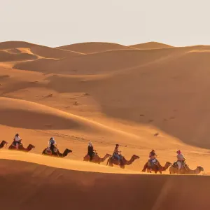 Sahara Erg Chegaga Ghazala Camp in Sahara Wüste | Drâa-Tal:  Marokko Sahara Erg Chegaga Ghazala Camp - Kamel