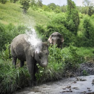 The Blue Jasmine - Heritage Zugreise ab Bangkok: activities: Thailand The Blue Jasmine Train - Elefant