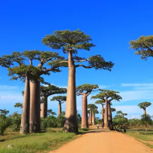 Höhepunkte Madagaskars ab Antananarivo: Baobab Bäume