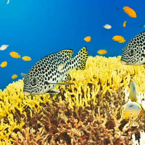 Barefoot Jungle Resort in Andamanen:  Indien Barefoot Jungle Resort - Khoroshunova Olga