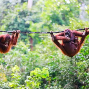 Familienabenteuer Borneo ab Kota Kinabalu: Borneo Orang Utans