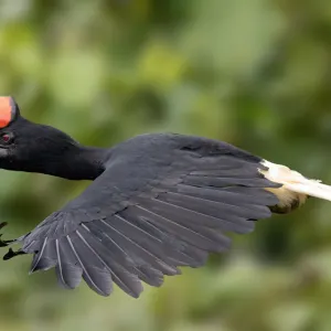 Borneo Wildlife - Danum Valley ab Kota Kinabalu: Borneo Rhinozerosvogel