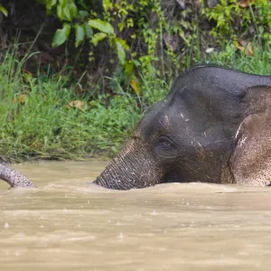 Borneo Wildlife - Tabin Wildlife Reserve ab Kota Kinabalu: Borneo Sabah Elefant