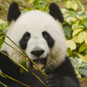 Kaleidoskop Südchina & Vietnam ab Chengdu: China Chengdu Panda 