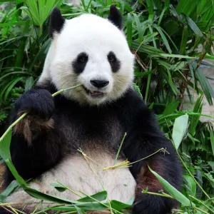 Von Chongqing nach Chengdu: China Chengdu Panda