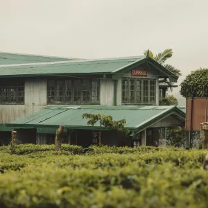 Ceylon Tea Trails in Hatton:  Ceylon Tea Trails