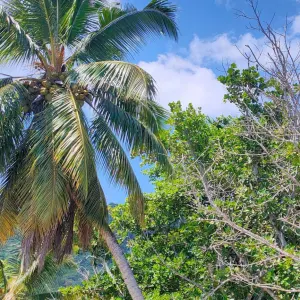 MT Seaside Apartments in La Digue:  Seychellen MT Seaside Apartments