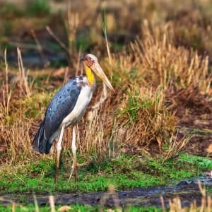 Tempel & Tierwelt Nordindiens ab Delhi: Indien Bandhavgarh Nationalpark