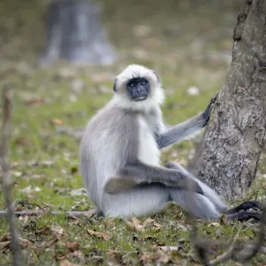 Wildes Jawai ab Jodhpur | Jaisalmer: Indien Nationalpark Hanuman-Langur