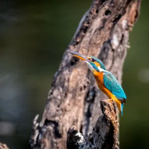 Wildes Jawai ab Jodhpur | Jaisalmer: Indien Nationalpark Kingfisher 