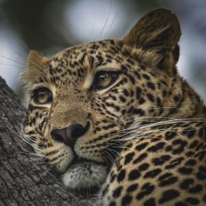 Wildes Jawai ab Jodhpur | Jaisalmer: Indien Nationalpark Leopard