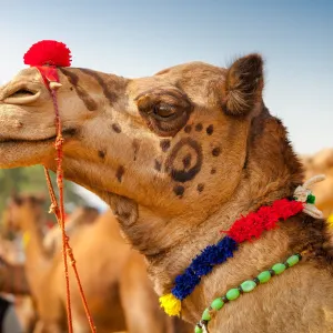 Pushkar in Jaipur & Umgebung: Indien Pushkar Kamelmarkt