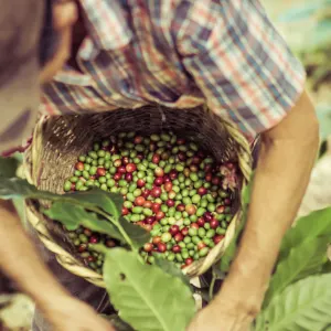 Natur & Kultur Tabanan ab Süd-Bali: Indonesien Bali Kaffee