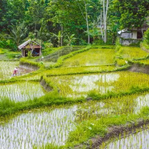 Zauberhaftes Sidemen ab Zentral-Bali | Ubud: Indonesien Bali Sidemen Reisfeld