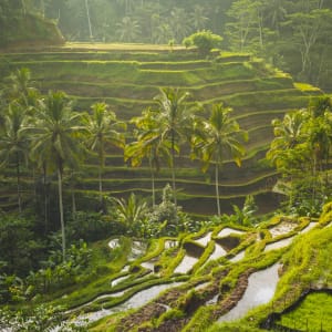 Bike Bali - Die Götterinsel mit dem E-Bike ab Zentral-Bali | Ubud: Indonesien Bali Ubud Reisterrassen